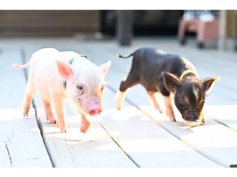 ブタさん散歩体験の写真
