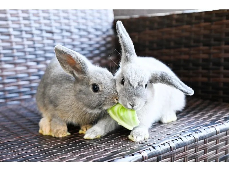 【いこーよ最大310円引】アマゴ釣り×アニマルふれあい×ブタさん散歩！子供が主役の満喫日帰りプランの写真