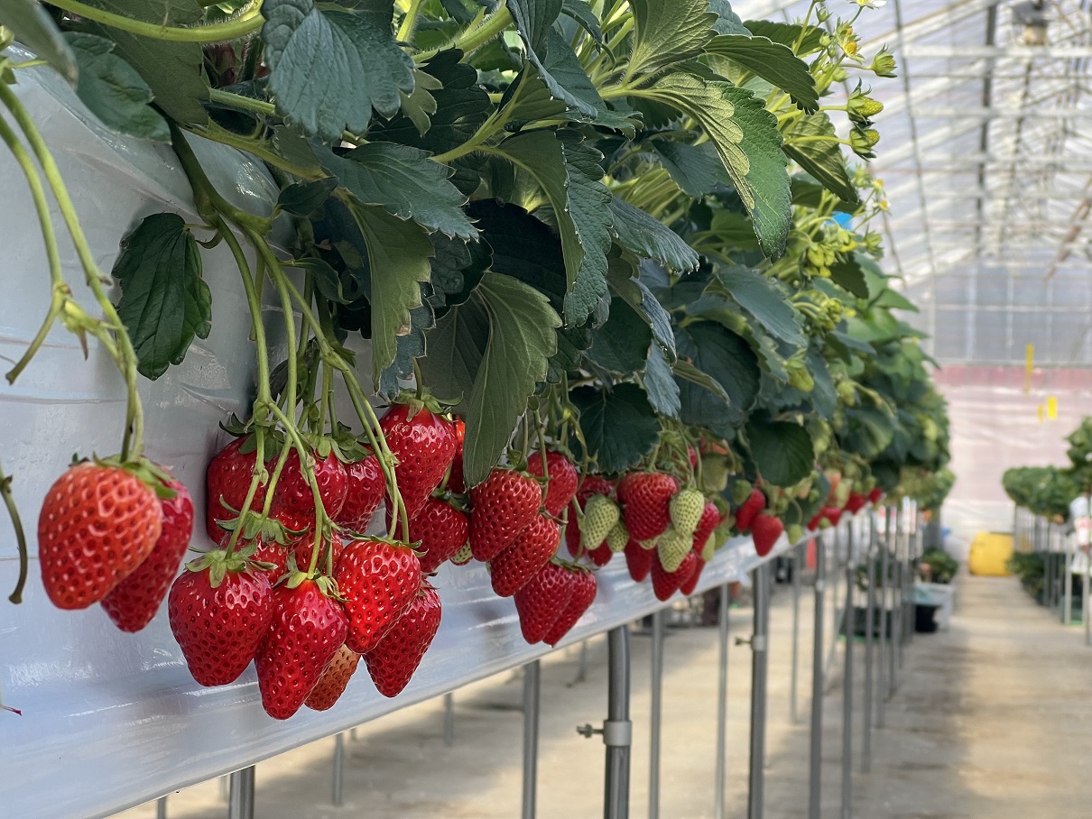 【いちご狩り３０分食べ放題！】こんなところを探していた！穴場のいちご狩り☆入間(2/3~4/5)の写真