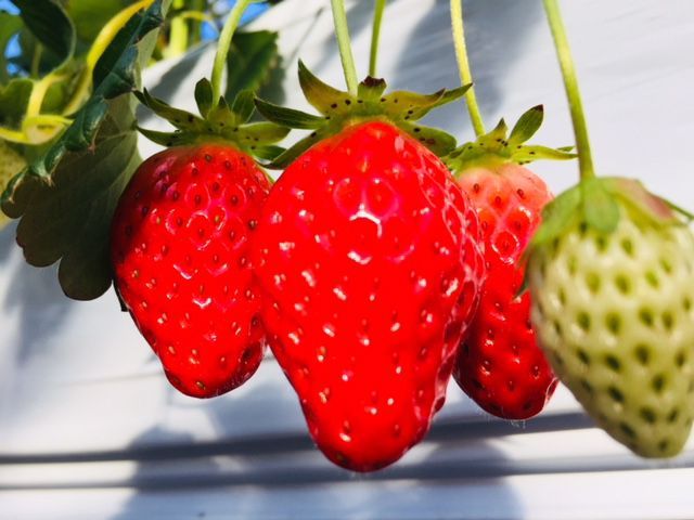 【いちご狩り３０分食べ放題！】こんなところを探していた！穴場のいちご狩り☆入間(2/3~4/5)の写真