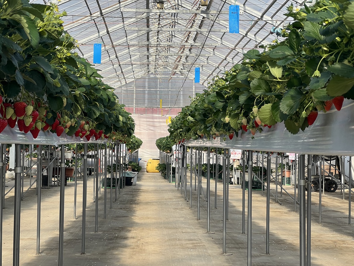 【いちご狩り３０分食べ放題！】こんなところを探していた！穴場のいちご狩り☆入間(2/3~4/5)の写真