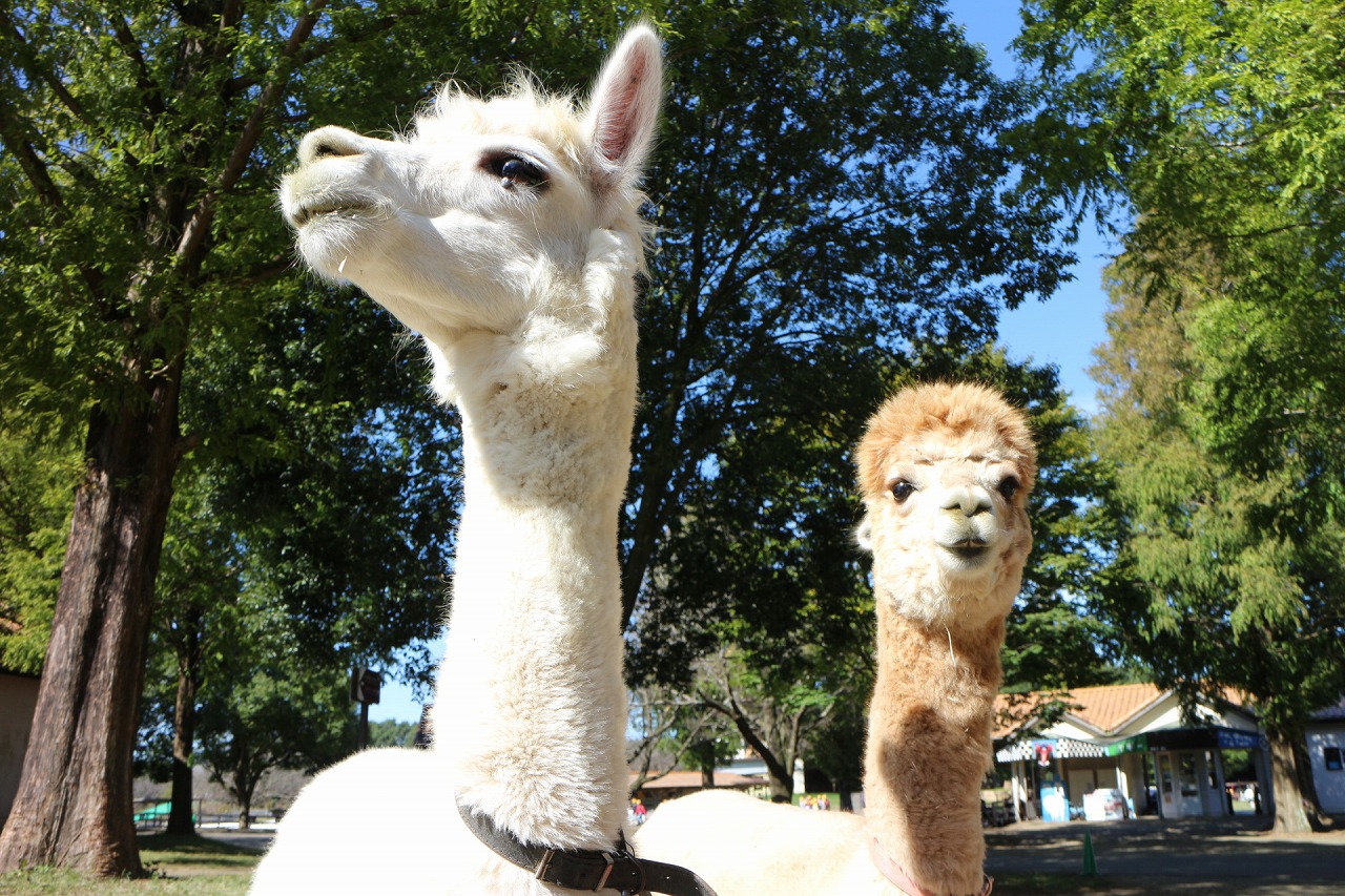 こども半額!動物も体験も!家族の笑顔がはじける!【いこーよスペシャルデー】入園券の写真