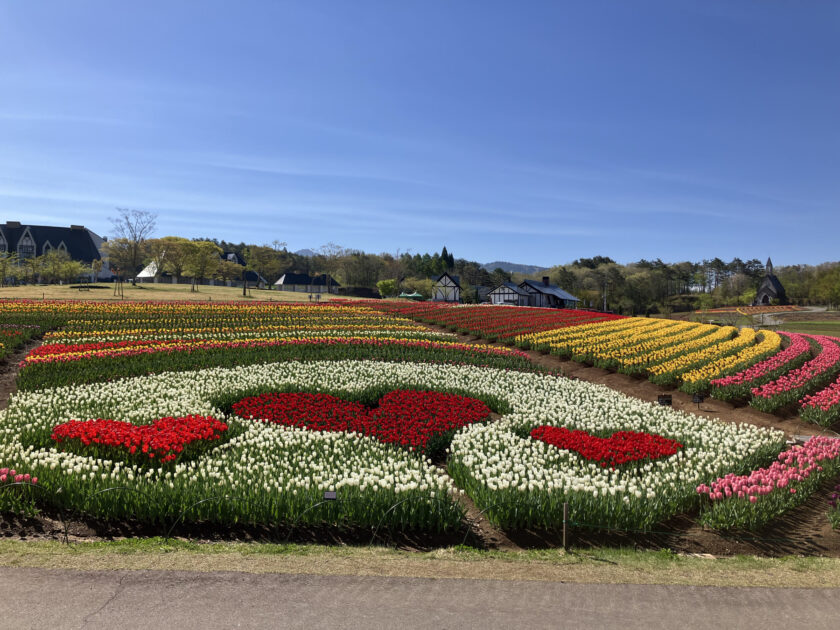 20万球のチューリップ