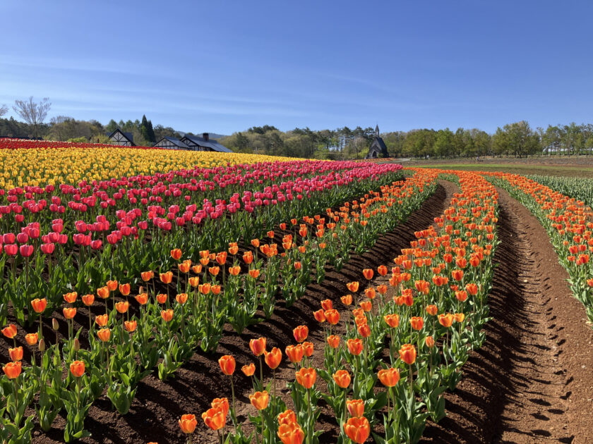 虹色の花畑　チューリップ
