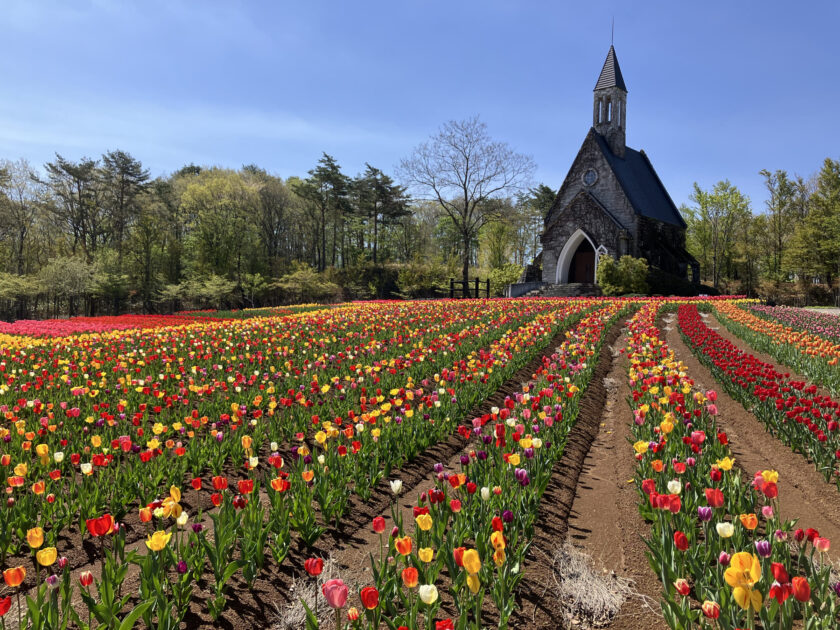 教会の花畑　チューリップ