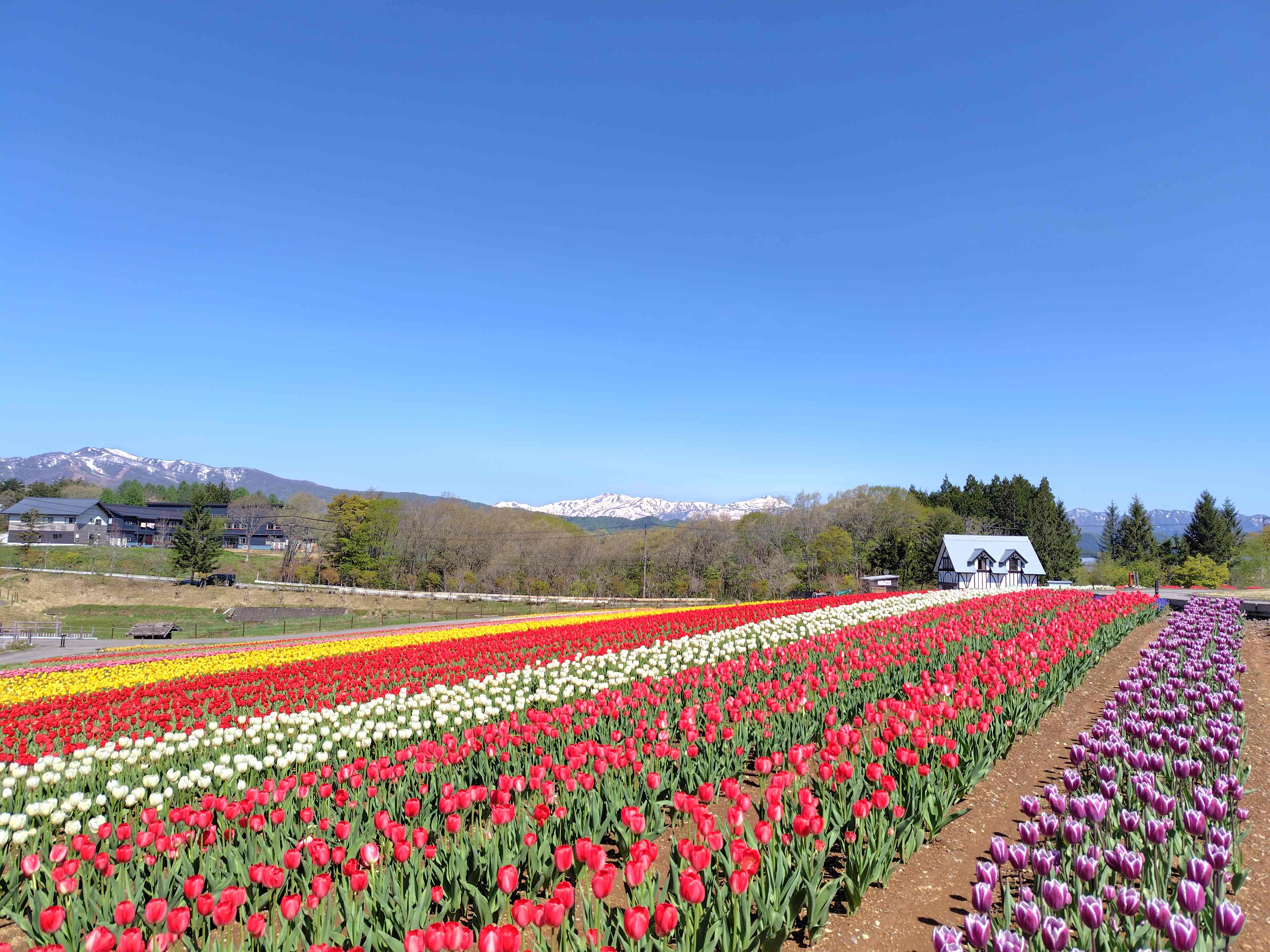 チューリップと白山