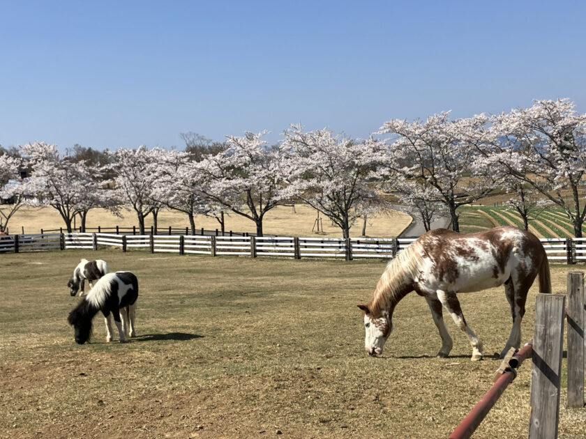 馬の放牧場＆桜