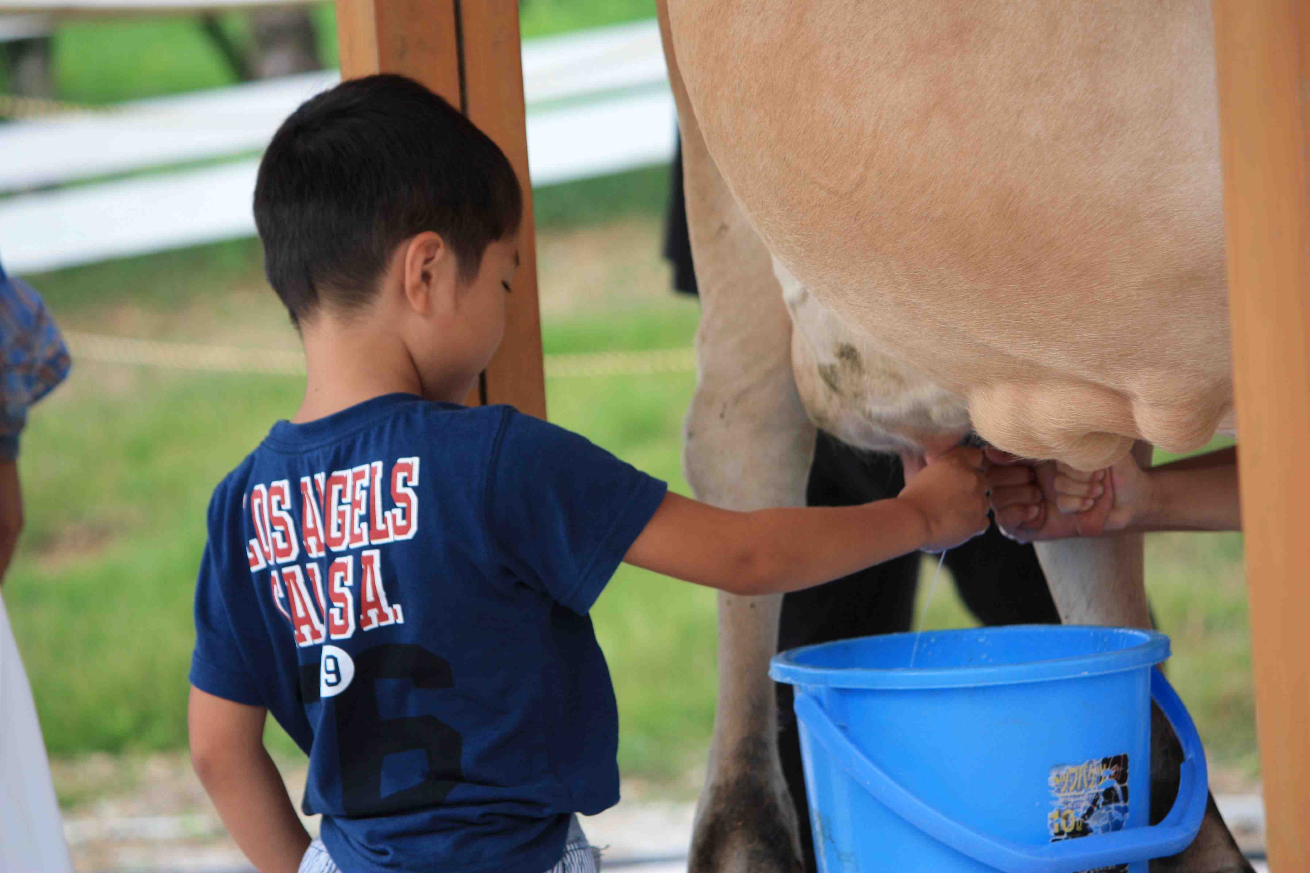 ジャージー牛の乳搾り体験
お1人様300円
11時～と14時30分～
1日2回実施