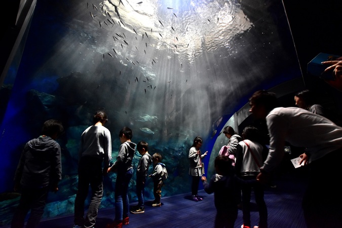 【入館券】マリンワールド海の中道【期間限定割引】の写真