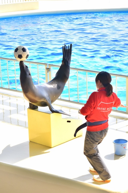 【入館券】マリンワールド海の中道【期間限定割引】の写真