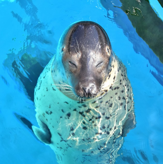 【入館券】マリンワールド海の中道【期間限定割引】の写真
