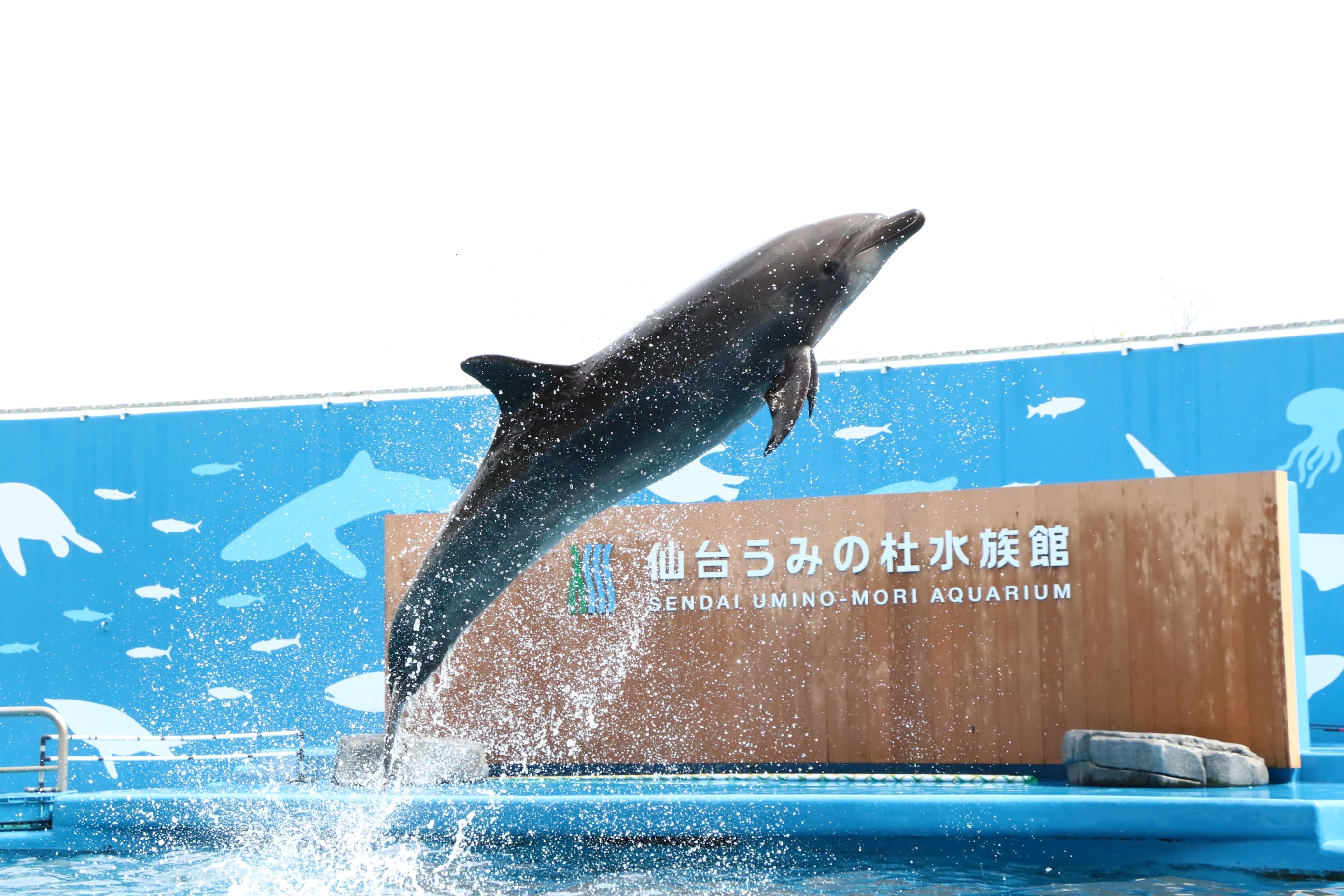 【いこーよ限定】大人2名：わくわくデビューパス付き年間パスポートペア引換券プラン♪の写真