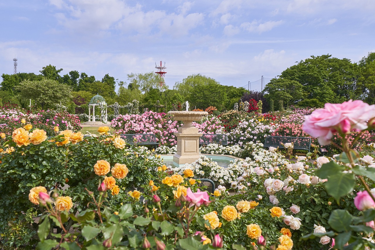 【100円割引】京成バラ園入園チケットの写真