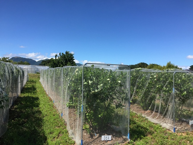 【3歳以下無料】家族みんなでブルーベリー狩り♪\味覚狩りデビューにおすすめ/の写真