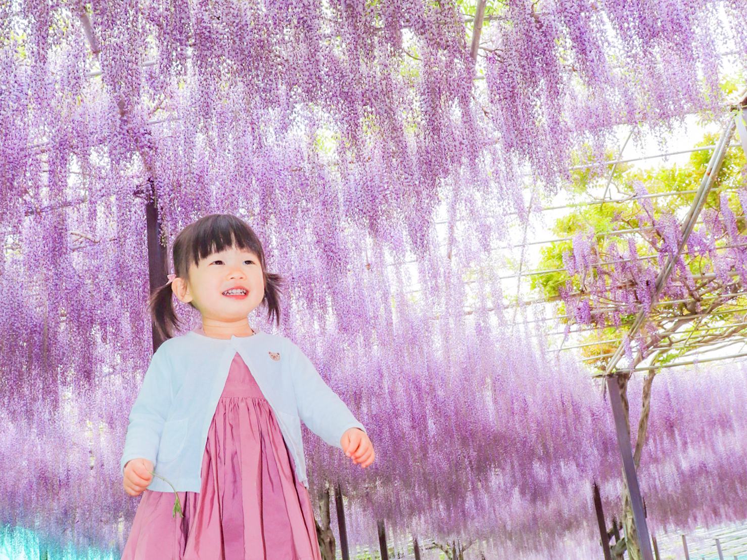〈2026藤・ネモフィラまつりチケット〉小学生以下入園無料！の写真