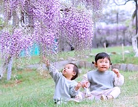 〈2026藤・ネモフィラまつりチケット〉小学生以下入園無料！の写真