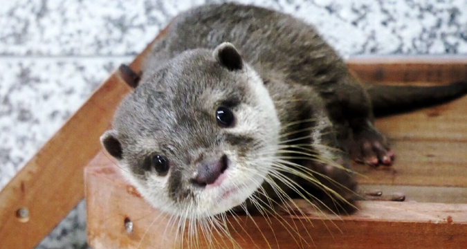 動物好き親子に♪カワウソ＆フクロモモンガふれあい体験セットの写真