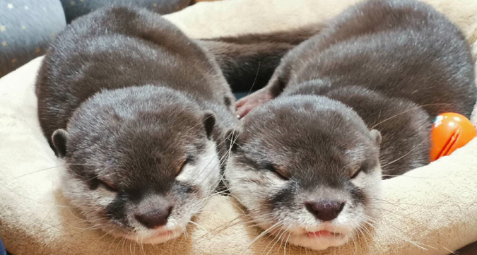 動物好き親子に♪カワウソ&フクロモモンガふれあい体験セットの写真
