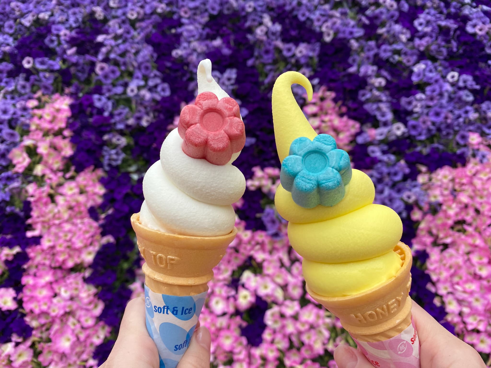 ノルン名物「すいせんソフト」水仙の花のフレーバーが優しく香ります❀