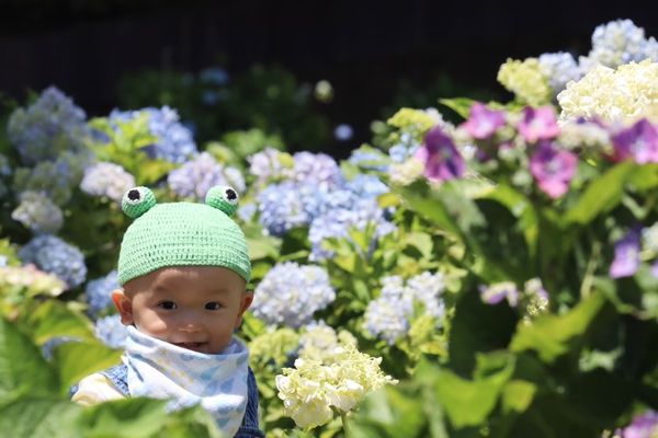 〈2026 花と祈りの紫陽花まつりチケット〉小学生以下入園無料！の写真