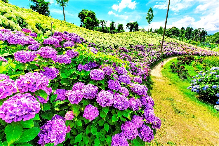 〈2026 花と祈りの紫陽花まつりチケット〉小学生以下入園無料！の写真