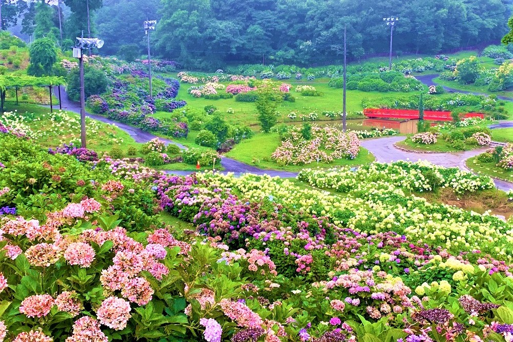 〈2026 花と祈りの紫陽花まつりチケット〉小学生以下入園無料！の写真