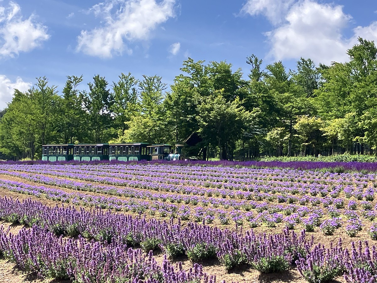 6月中旬から7月中旬はキャットミント、アゲラタム、サルビアボルドーが咲き、6月下旬からはラベンダー畑が見頃を迎えていきます。
