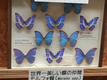 【いこーよWEB限定価格】＼前日までのご購入で最大17％OFF／お得な入館チケット♪の写真