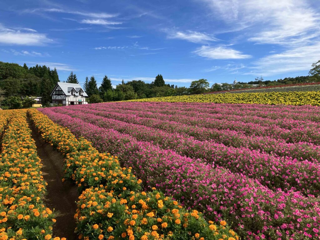 虹色の花畑
スーパーチュニア、マリーゴールドなど
8月下旬~9月下旬ころ見頃予定
