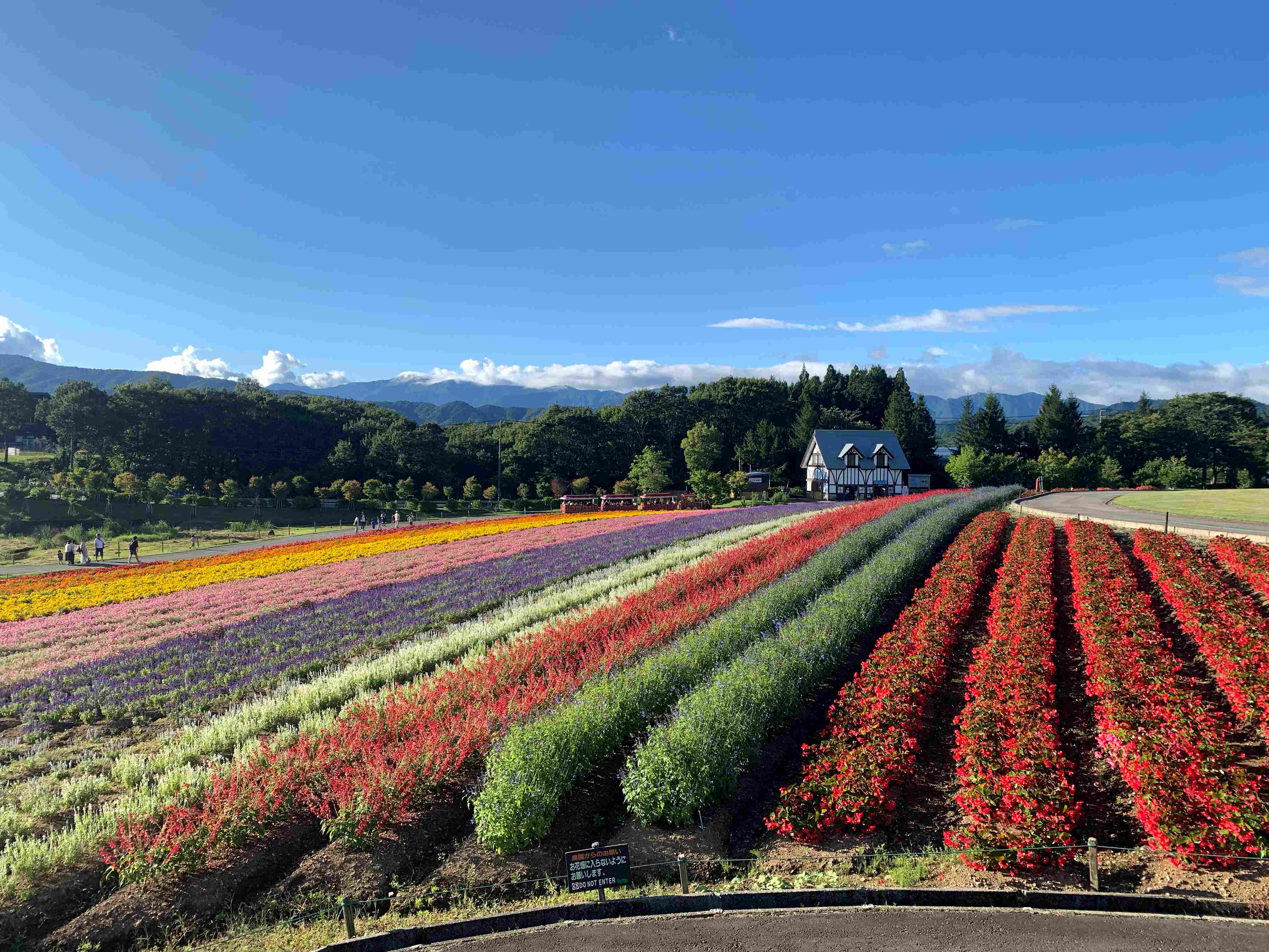 虹色の花畑と白山連峰