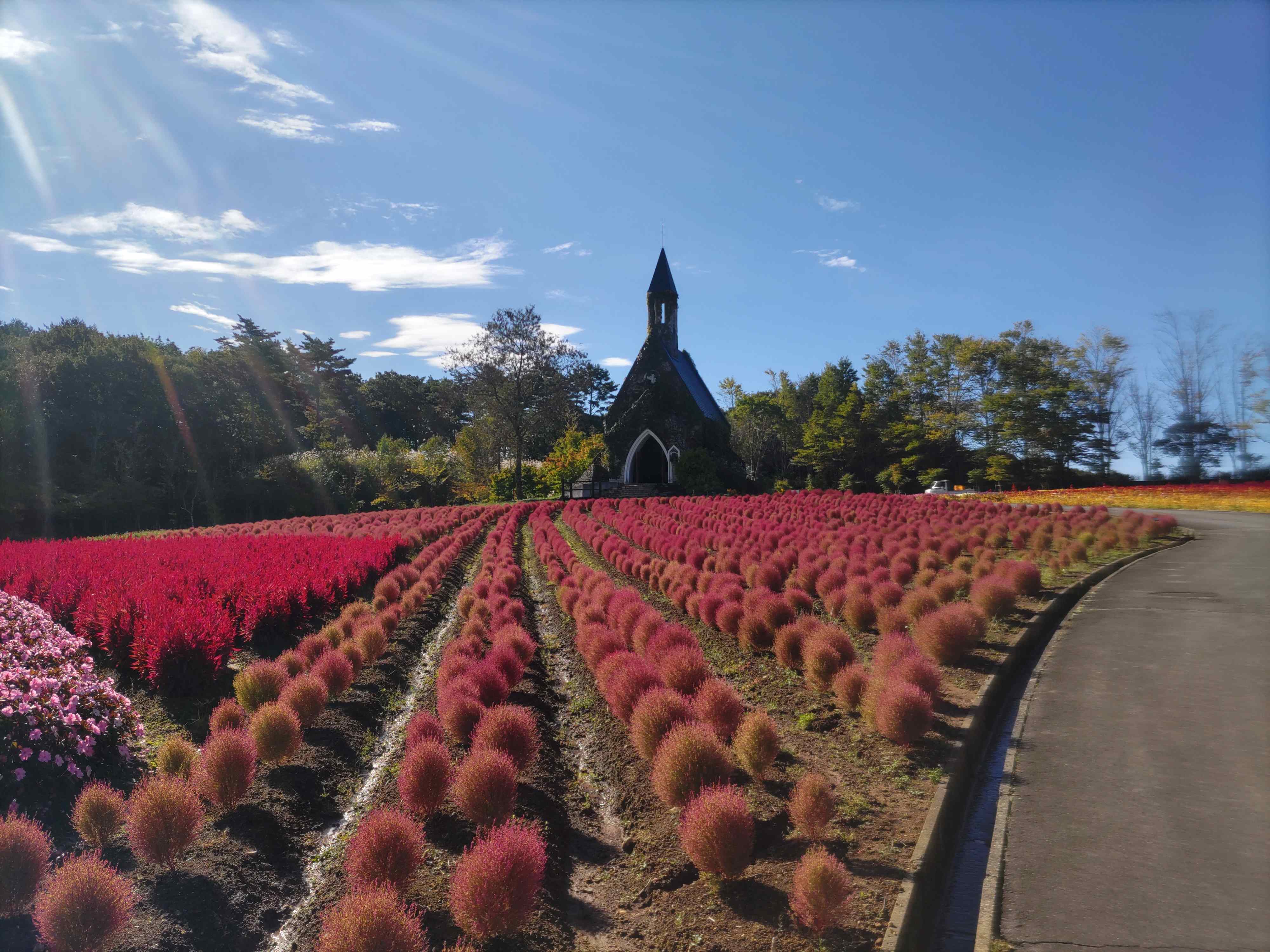 教会＆コキア
10月中旬ごろ見頃