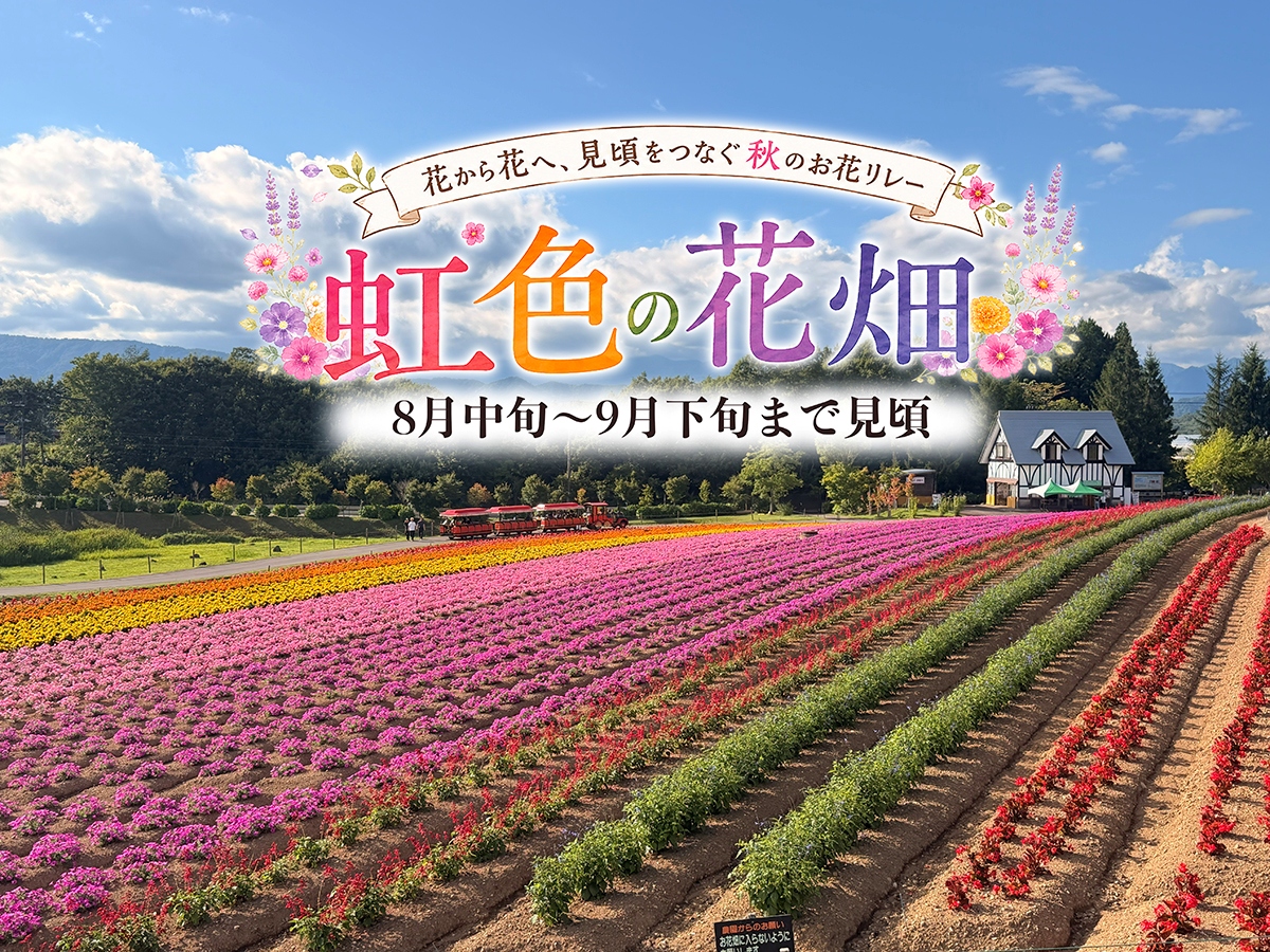 虹色の花畑
9月下旬ころまで見頃になります。
スーパーチュニア、マリーゴールドなど