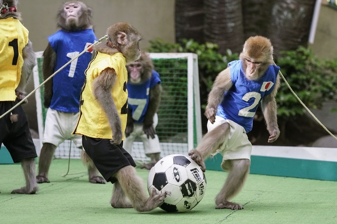 【最大300円割引】おさるさんを間近で楽しめる！日光さる軍団 お得な前売りチケットの写真