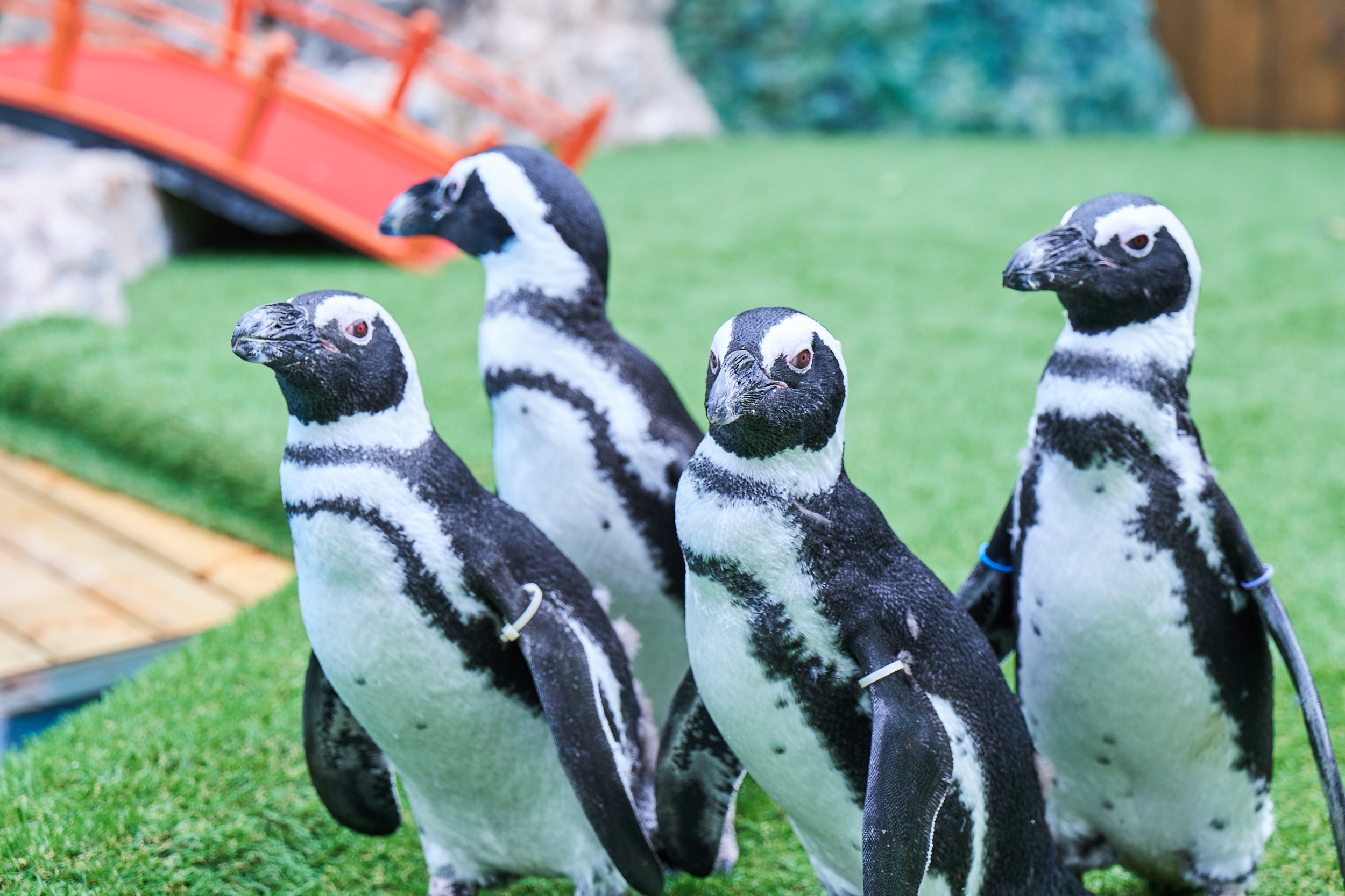 【最大300円割引】おさるさんを間近で楽しめる！日光さる軍団 お得な前売りチケットの写真