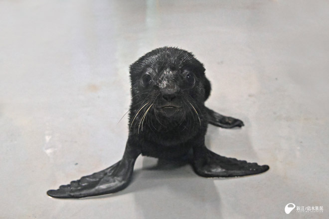 【親子ペア100円割引でお得】窓口引換不要で入場楽々!【新江ノ島水族館】の写真