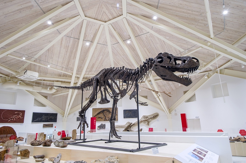 「ティラノサウルス」のティンカー。子どもの化石でもこの大きさ。大迫力です。