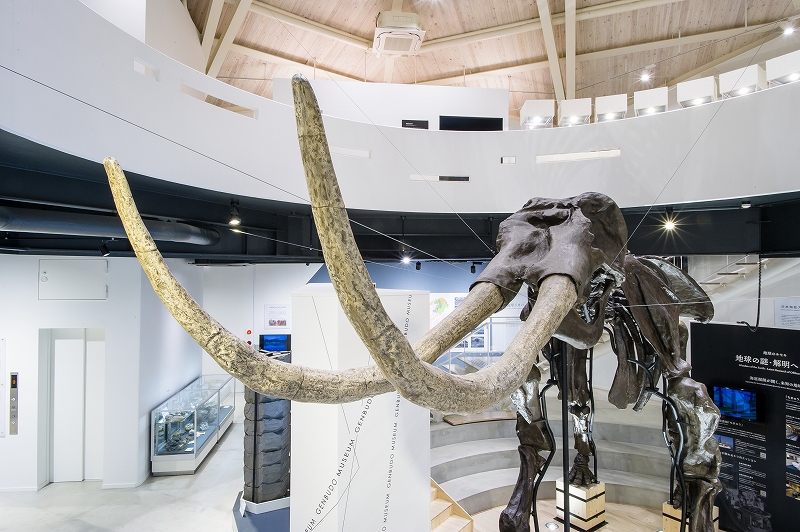 昔のゾウのなかま「ステゴドン」。下から見上げることもできます。