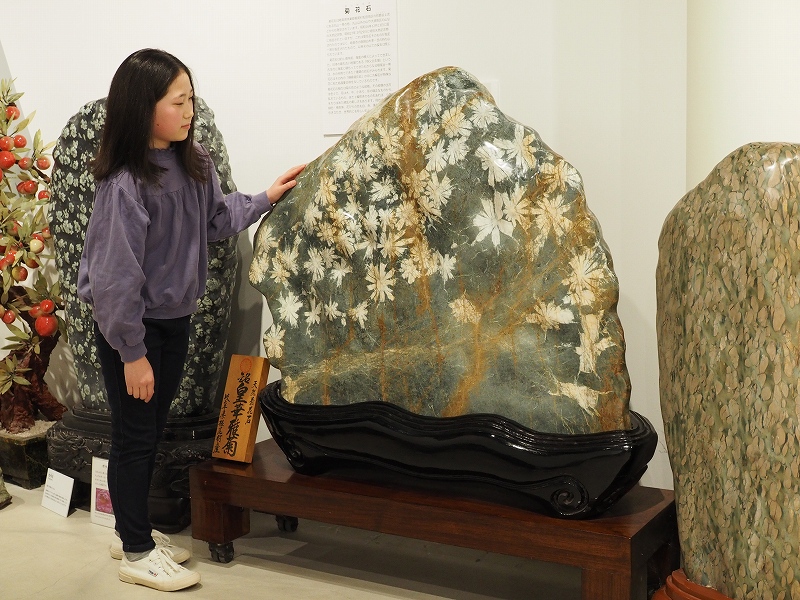 自然にできた花の模様「菊花石」。