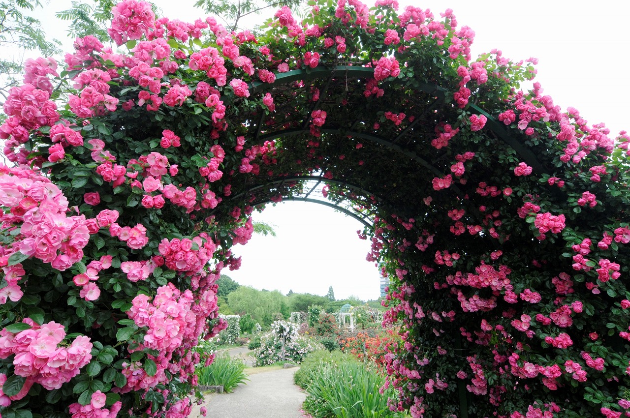 【100円割引】京成バラ園入園チケットの写真