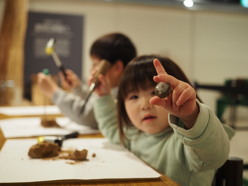 発掘体験では、小さなハンマーとドライバーを使って、土を割りながら、化石や宝石を見つけます。