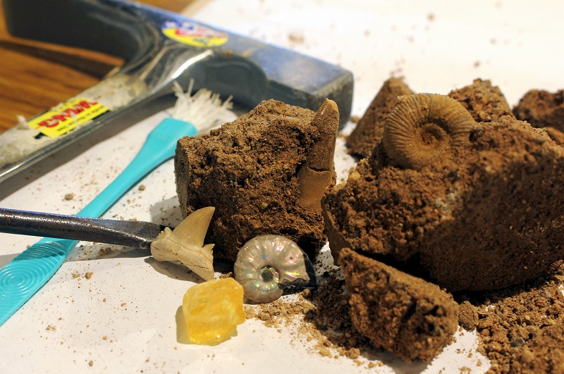 「化石発掘体験」アンモナイトやコハク、サメの歯、三葉虫、モササウルスの歯など、本物の化石が3個でてきて、出た化石は持ち帰りできます！