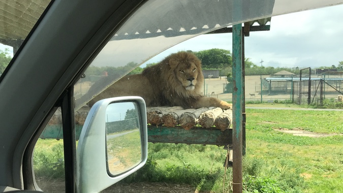 【10%割引】岩手サファリパーク　入園料 1,530円～の写真