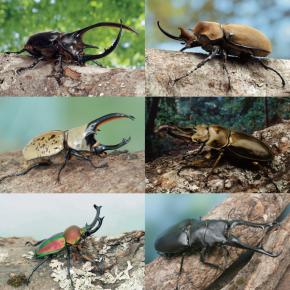 【前売】体感するファーブル昆虫展 in 横浜赤レンガ倉庫(会期7/19～8/24)の写真