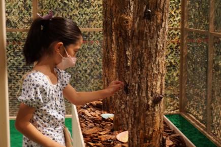 【前売】体感するファーブル昆虫展 in 横浜赤レンガ倉庫(会期7/19～8/24)の写真