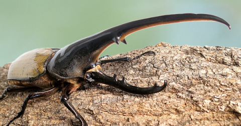 【前売】体感するファーブル昆虫展 in 横浜赤レンガ倉庫(会期7/19～8/24)の写真