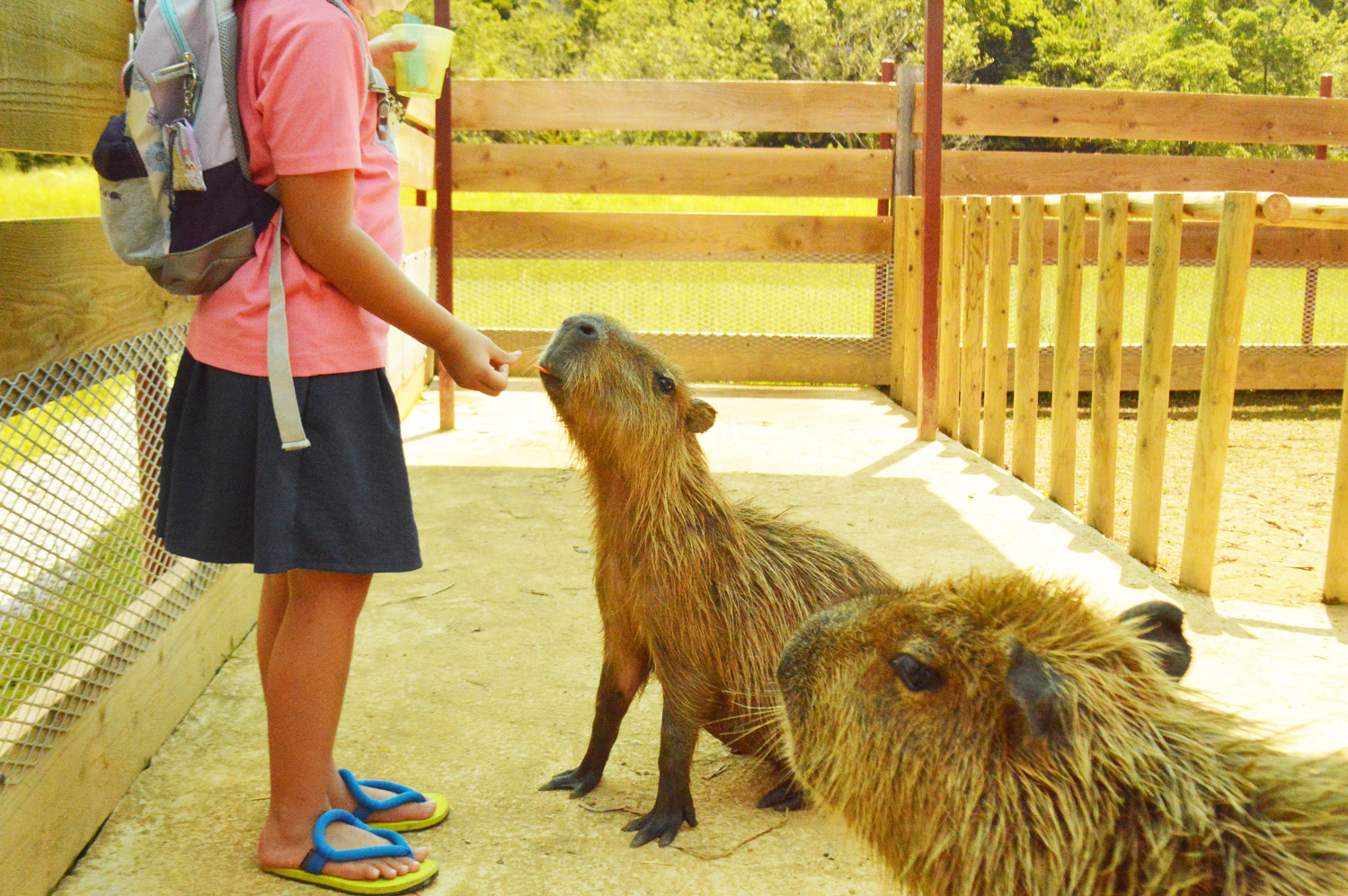 【100円引き！】「入園料＋ふれあい広場チケット」（2025/10/1～）の写真