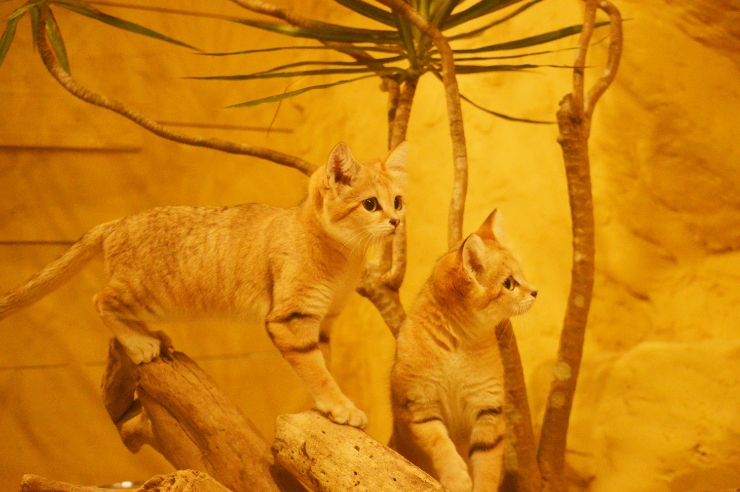 【100円引き！】「入園料＋ふれあい広場チケット」（2025/10/1～）の写真