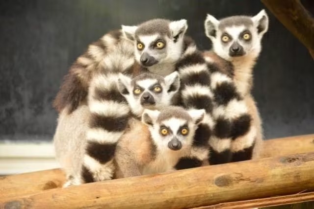 【100円引き！】「入園料＋沖縄軽便鉄道チケット」（2025/10/1～）の写真