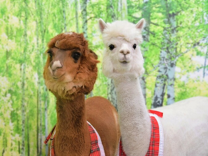 3歳以下無料！【通常プラン】の写真