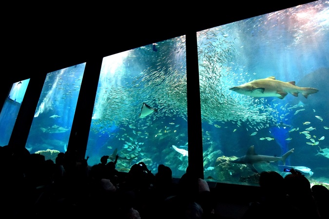 【入館券】マリンワールド海の中道の写真